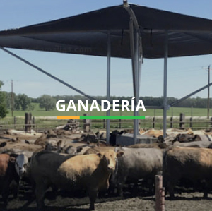 Ganadería